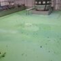 Pavimenti in Poliuretano Cemento Certificato HACCP: La Scelta Ideale per Ambienti Alimentari