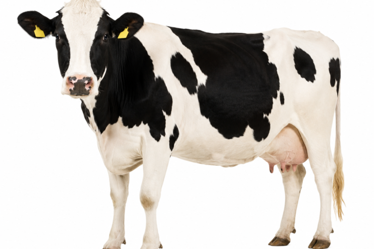 Pavimenti per stalle e agroalimentare: comfort animale e facilità di lavaggio