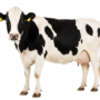 Pavimenti per stalle e agroalimentare: comfort animale e facilità di lavaggio